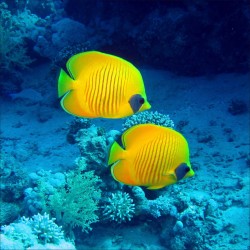 Stickers muraux déco : poissons tropicaux jaune