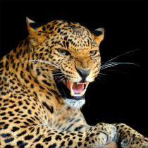 Stickers muraux déco : jaguard