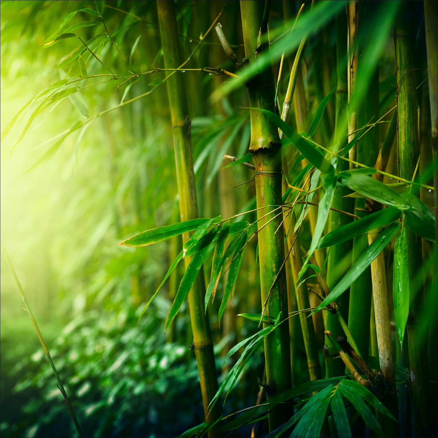 Stickers muraux déco : bambou