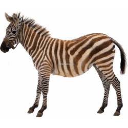 Sticker Zebre