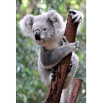 Stickers muraux déco : koala