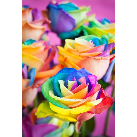 Stickers muraux déco : rose multicolore