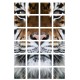 Sticker deco Tigre