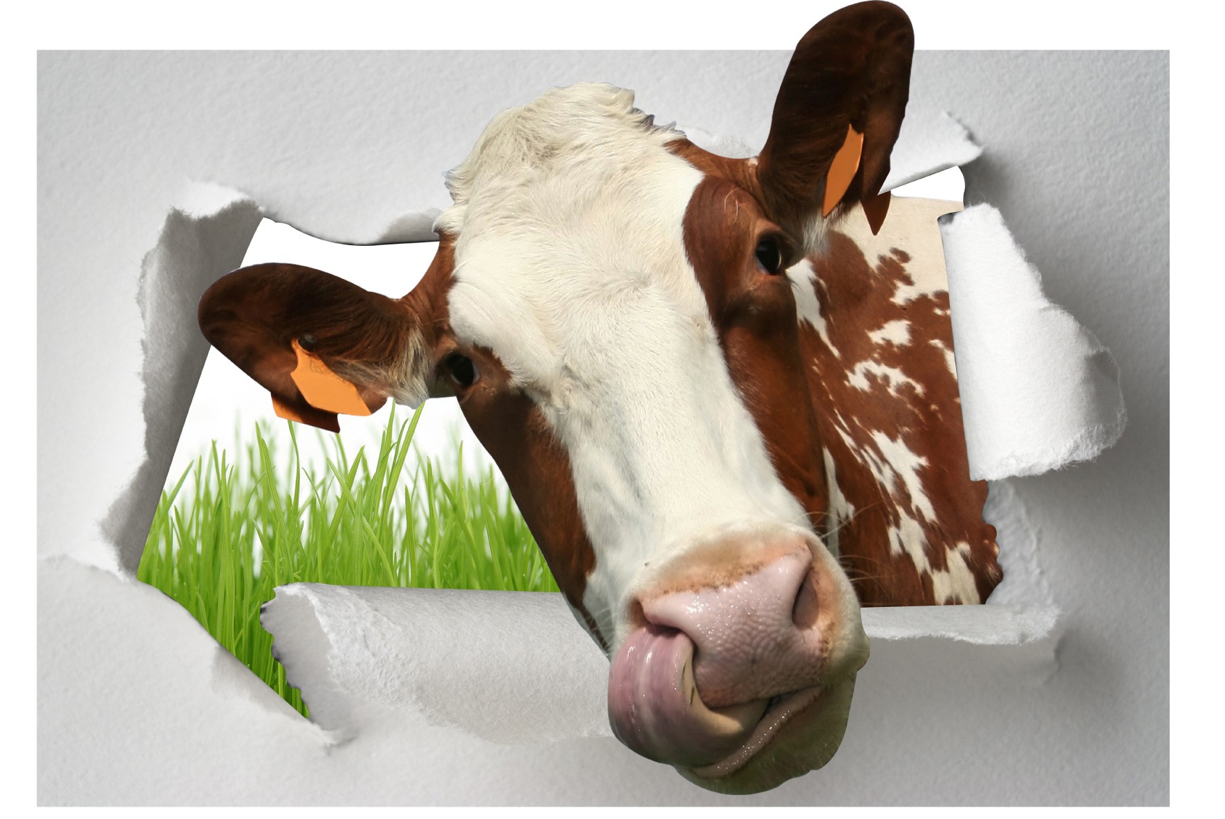 Vache Vaches 3D Fenêtre Magique Wall Art Adhésif Sticker Mural Poster Multicolore Taille V1