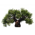 Sticker déco arbre Baobab