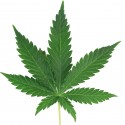Sticker Feuille de cannabis