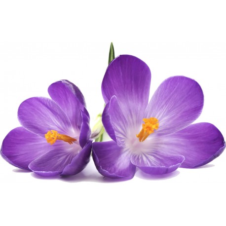 Sticker Fleur violette