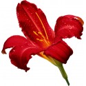 Sticker Fleur rouge