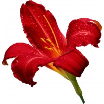 Sticker Fleur rouge