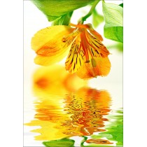 Stickers muraux déco : fleur sur eau