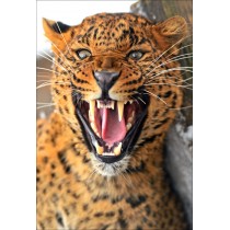 Stickers muraux déco : léopard