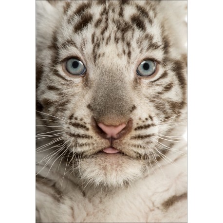 Stickers muraux déco : bébé tigre