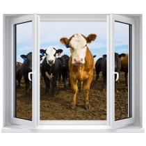Stickers fenêtre déco : Troupeaux de vaches