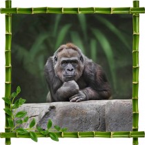 Sticker mural déco bambous Gorille