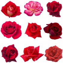 Stickers Roses rouge