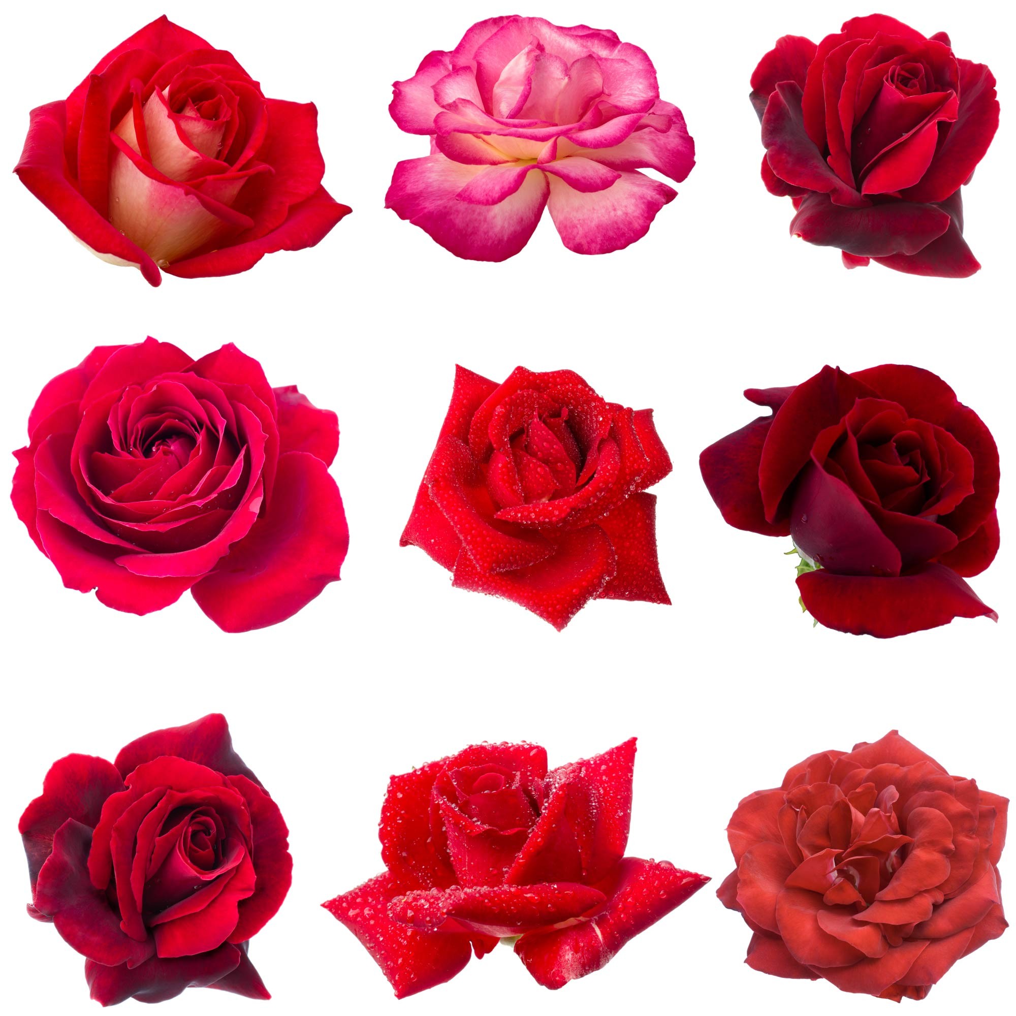 Sticker Fleurs tige rose rouge