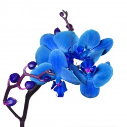 Sticker Fleur Orchidée bleu