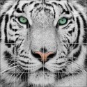 Stickers carrelage mural déco Tigre