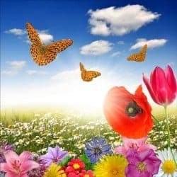 Stickers muraux déco : champ de fleurs papillons