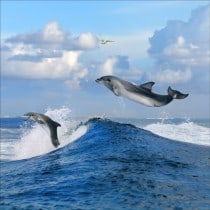 Stickers muraux déco : dauphins