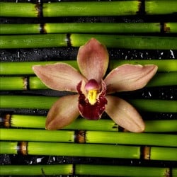 Stickers muraux déco : bambou orchidée 