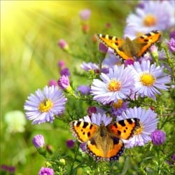 Stickers muraux déco : champ de fleurs papillons