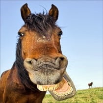 Stickers muraux déco : sourire cheval