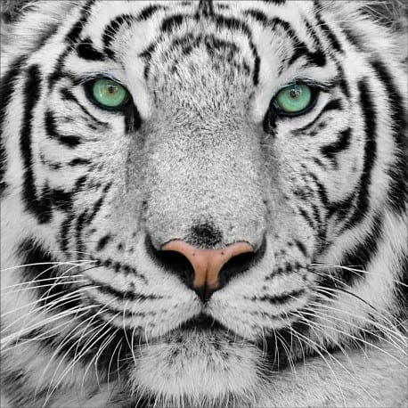 Stickers muraux déco : tigre blanc