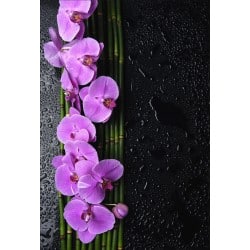 Stickers muraux déco : orchidée bambou 