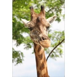 Stickers muraux déco : girafe
