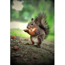 Stickers muraux déco : écureuil