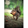Stickers muraux déco : écureuil
