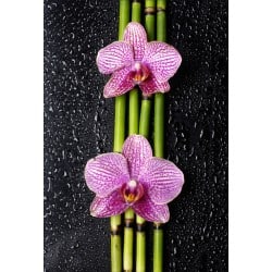 Stickers muraux déco : orchidée bambou