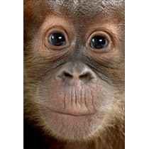 Stickers muraux déco : orang outan 
