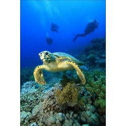 Stickers muraux déco : tortue de mer 