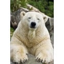 Stickers muraux déco : ours blanc