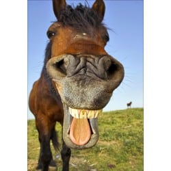 Stickers muraux déco : cheval sourire