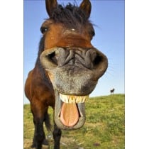 Stickers muraux déco : cheval sourire