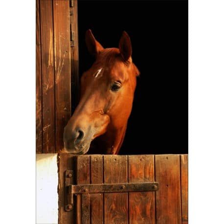 Stickers muraux déco : cheval dans son box tête à gauche 