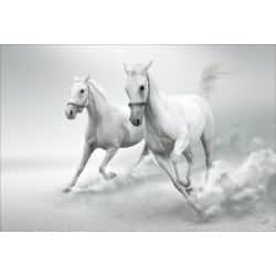 Stickers muraux déco : chevaux blanc 