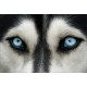 Stickers muraux déco : yeux de loup
