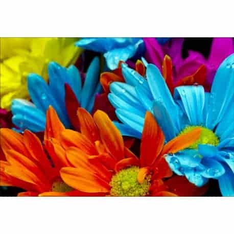 Stickers muraux déco : fleurs multicolores