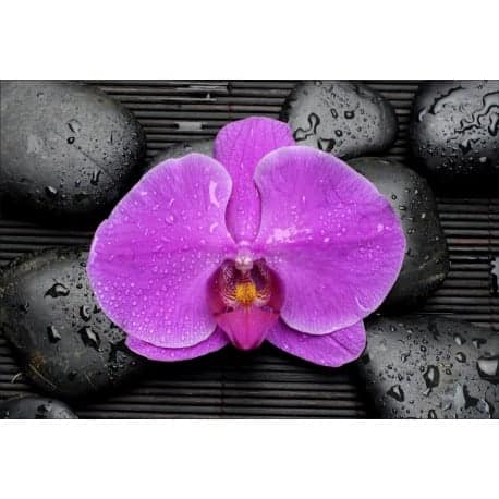 Stickers muraux déco : galets orchidée