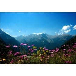 Stickers muraux déco : champ de fleurs vue sur montagne