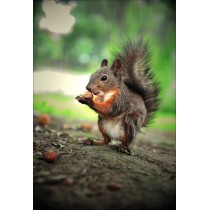 Stickers géant déco : ecureuil