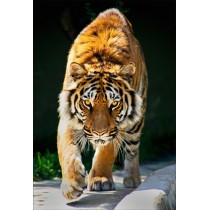 Stickers géant déco : tigre