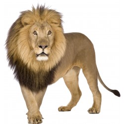 Sticker mural animal Lion