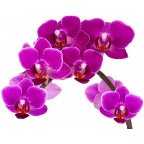 Sticker Fleur Orchidée 