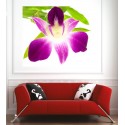 Affiche poster orchidée feuille