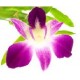 Affiche poster orchidée feuille